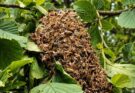 Bomberos atienden 3,843 emergencias por abejas africanizadas en 95 días a nivel nacional