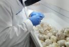 Panamá refuerza vigilancia fitosanitaria con más de 2,700 análisis en mayo de 2026